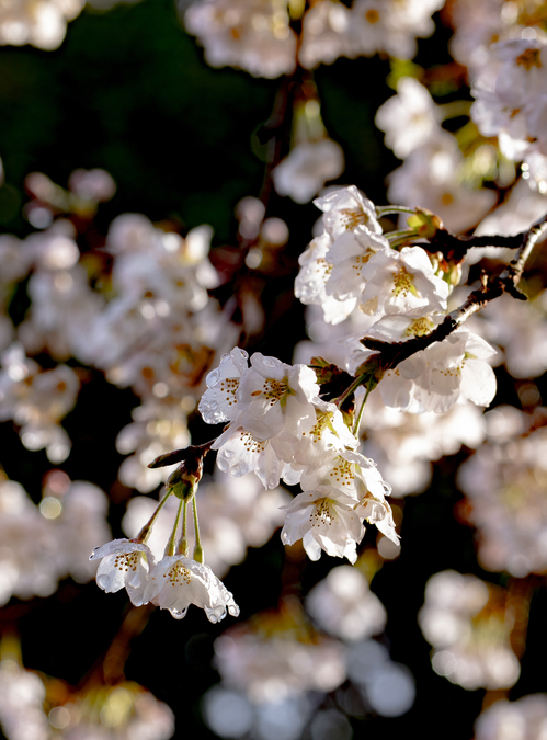 DSC03495-2.jpg