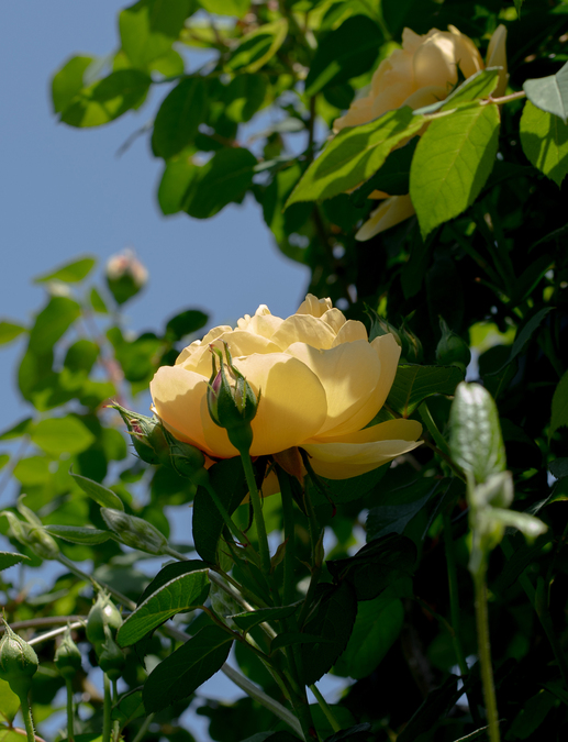 DSC04241.jpg