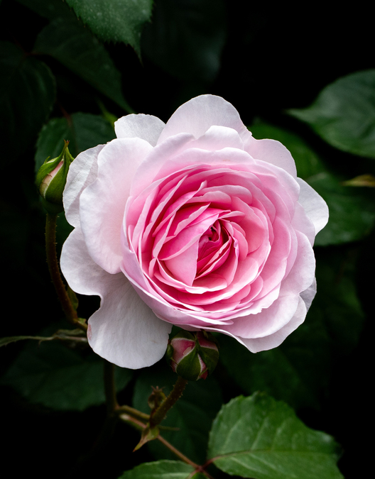 DSC04257.jpg