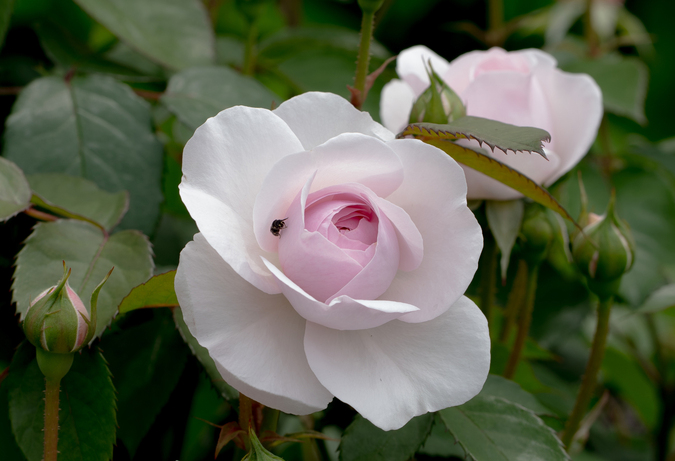DSC04268.jpg