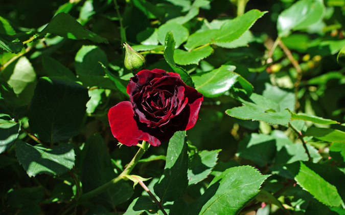 DSC08487.jpg