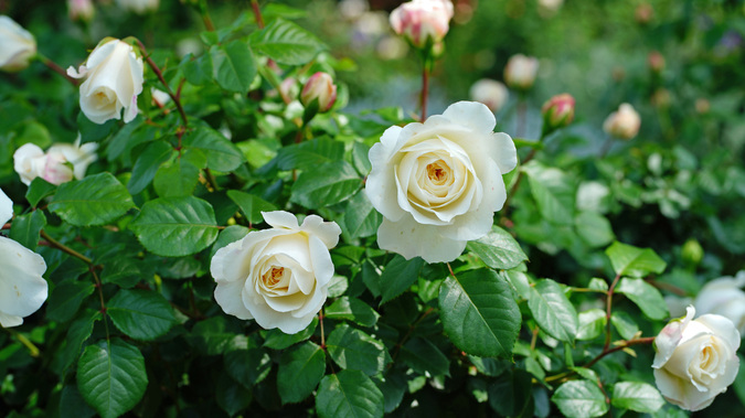 DSC08535.jpg