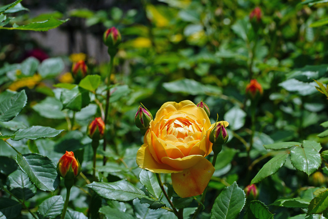 DSC08556.jpg