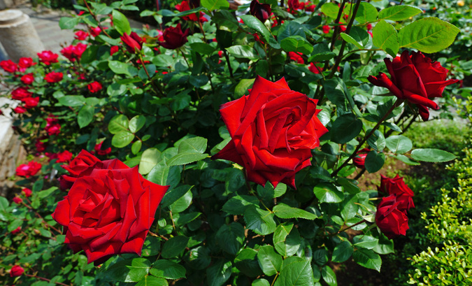 DSC08599.jpg
