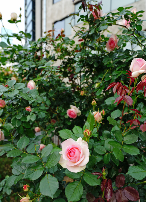 DSC08859.jpg