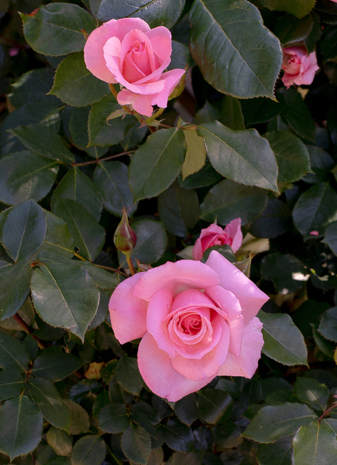 DSC09748.jpg