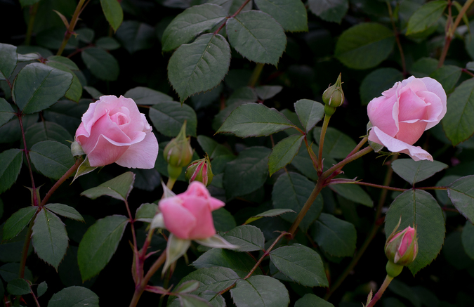 DSC09759.jpg