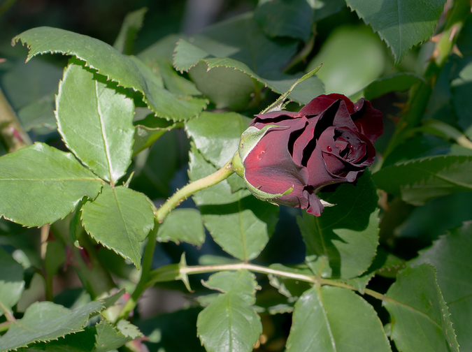 DSC09765.jpg