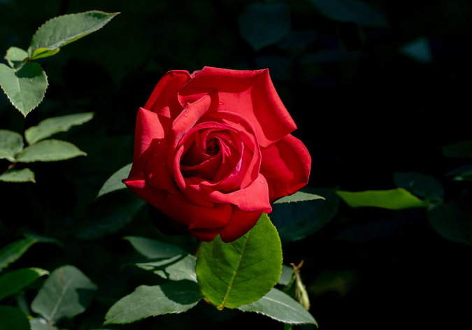 DSC09774.jpg
