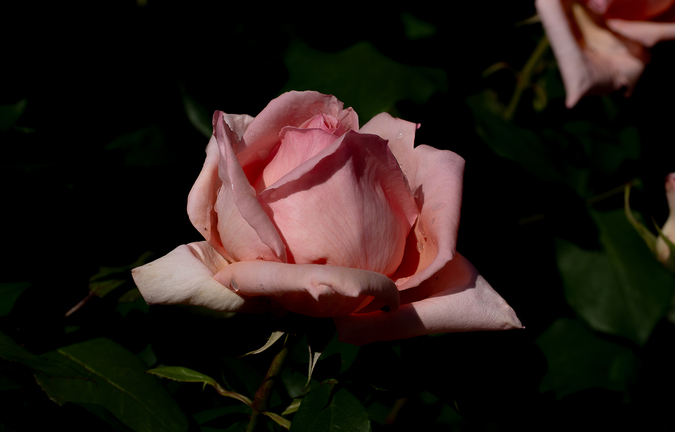 DSC09778.jpg