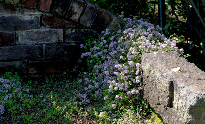 DSC09796.jpg